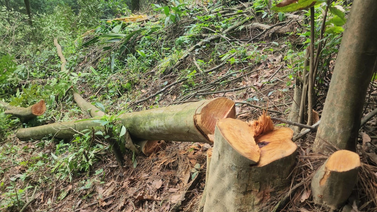 Hàng chục cây lớn bị cưa ngang gốc, nằm ngả rạp xuống đất.