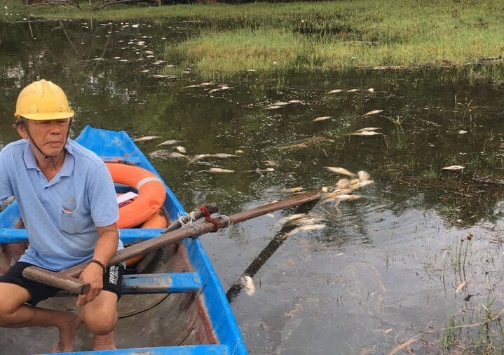 Hiện tượng cá chết xảy ra nhanh khiến người nuôi không thể đưa ra biện pháp can thiệp kịp thời.
