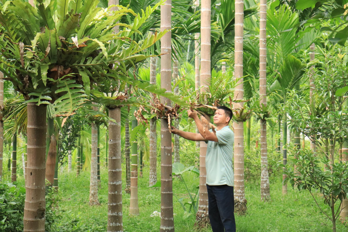Năm 2006, trong một lần ra Bắc thăm quan mô hình, anh đã bén duyên với cây cau.