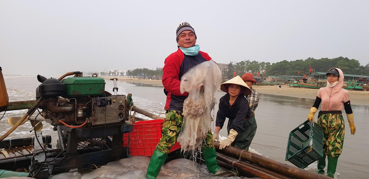Niềm vui của ngư dân được mùa sứa.  