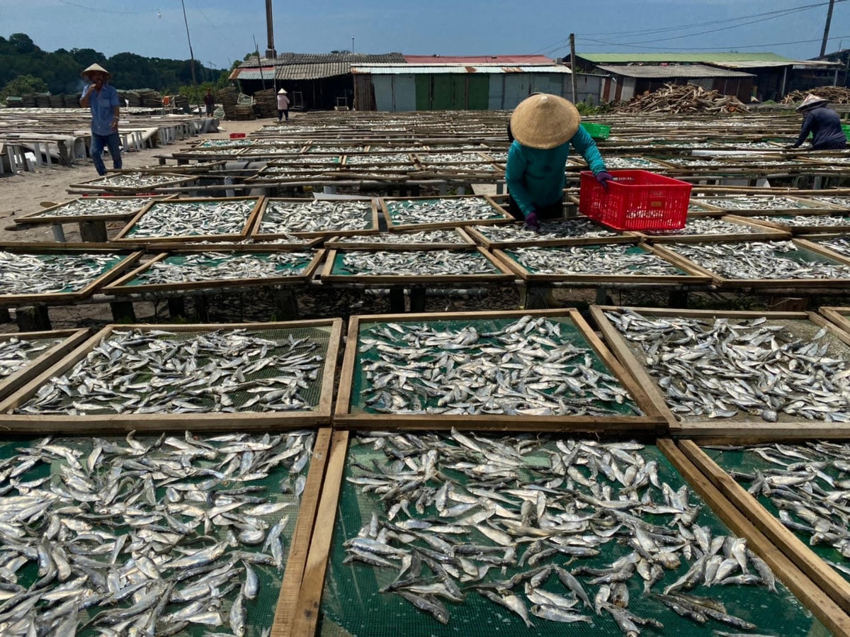 Bên giàn phơi cá hấp của ngư dân La Gi.  