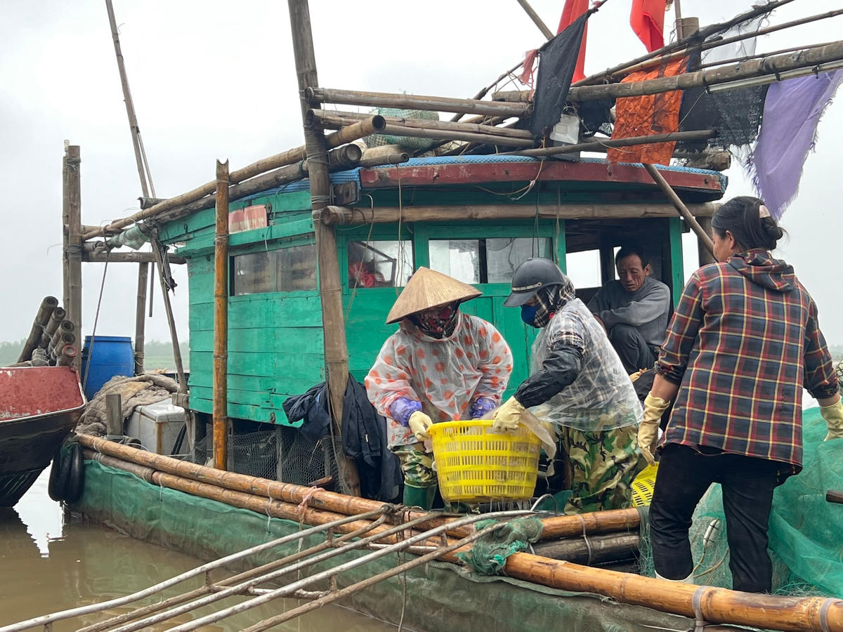 Những ngày giữa tháng 4, trên khắp các bờ biển của các huyện Hoằng Hoá, Quảng Xương…, ngư dân rộn ràng bước vào vụ đánh bắt và chế biến con sứa biển. 