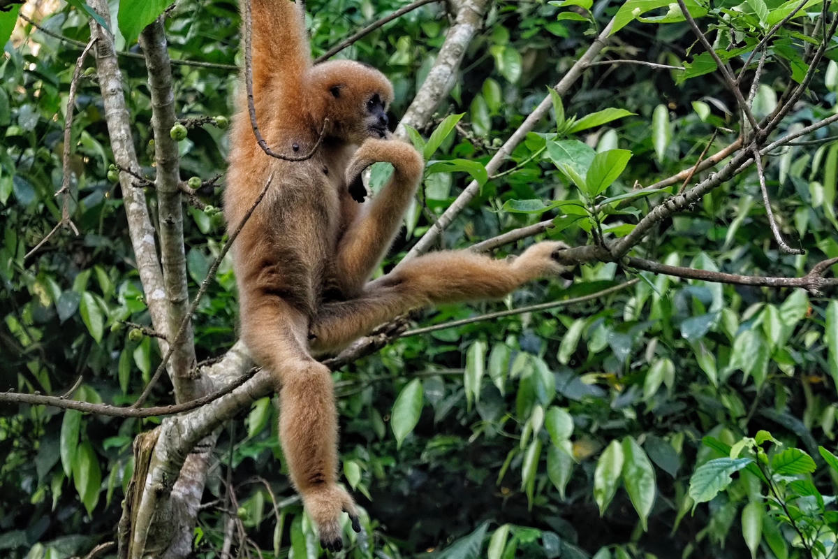 Thức ăn của vượn má hung thường là lá cây, chồi non, trái cây và côn trùng.