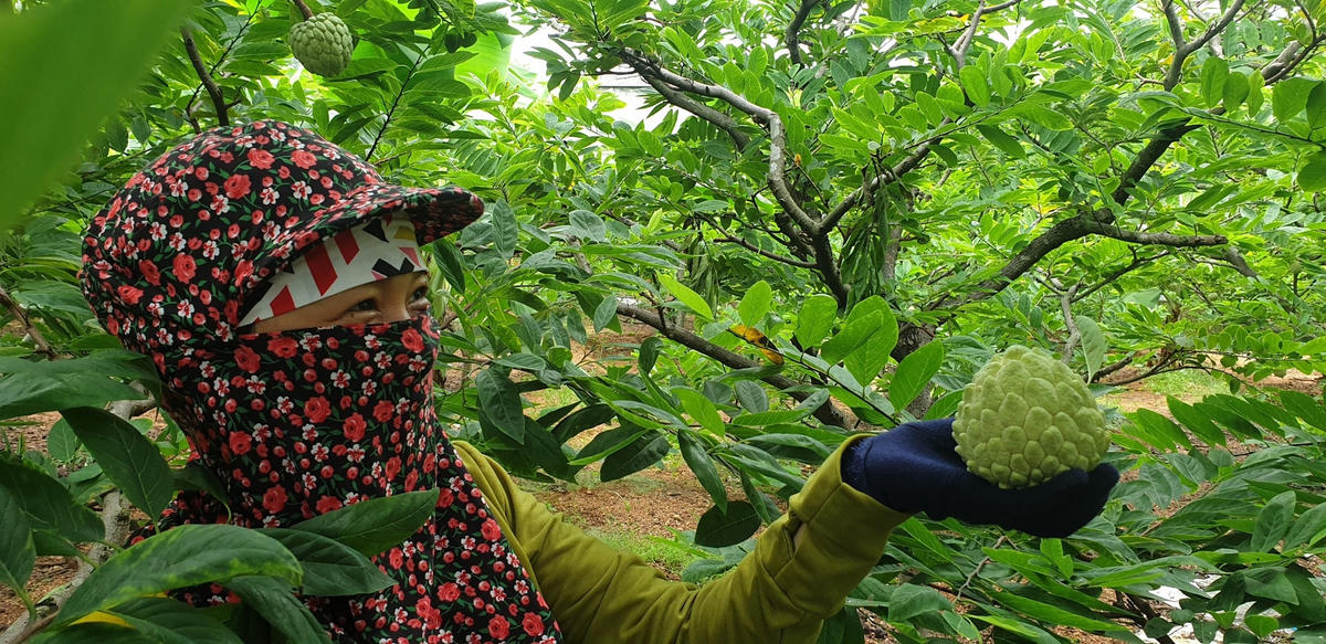 So với nhiều loại hoa quả của TX Đông Triều, quả na vẫn mang lại giá trị cao nhất, là cây làm giàu của người dân nơi đây.