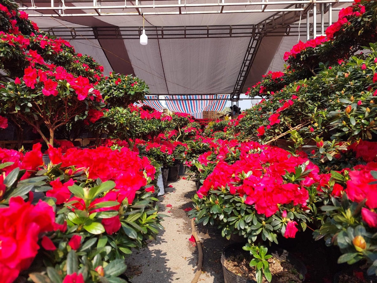 Và những loại hoa rực rỡ, rất đẹp