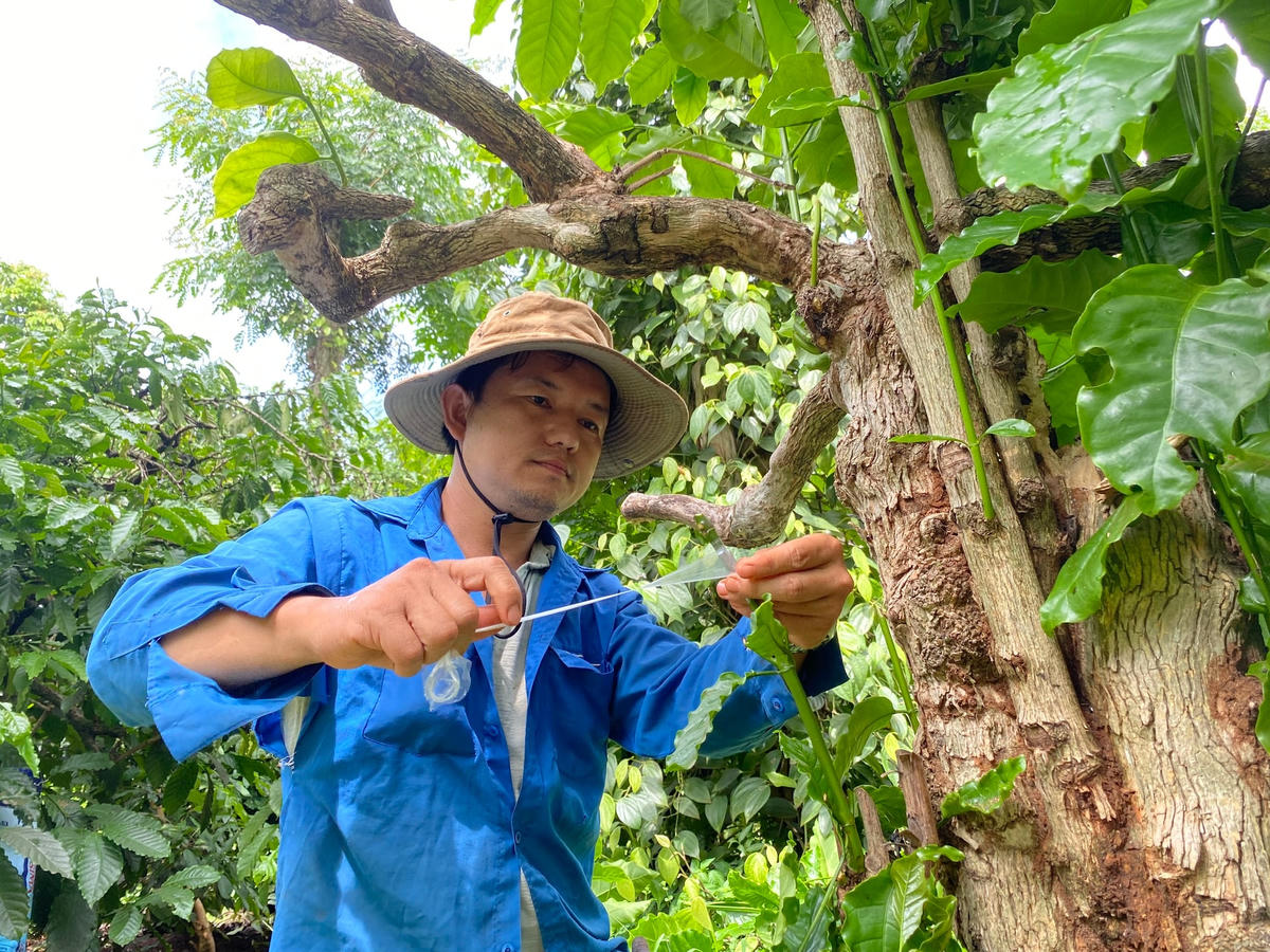 Huyện Cư M’gar (Đắk Lắk) triển khai nhiều giải pháp hữu hiệu, phát triển cây cà phê bền vững