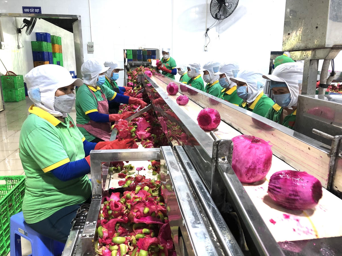 Chuỗi cung ứng sản xuất an toàn là cầu nối đưa nông sản Việt thâm nhập sâu rộng thị trường thế giới.