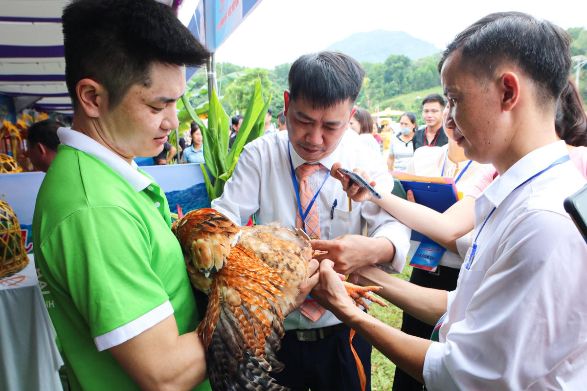 Ban tổ chức kiểm tra kỹ lưỡng những con gà được mang đi dự thi, đối với những con gà trống thiến thì cần phải thiến hoàn toàn, mào nhỏ, chỉ nhú lên khỏi lông đầu tối đa 1 cm, mỏ trên và mỏ dưới cần khớp nhau…