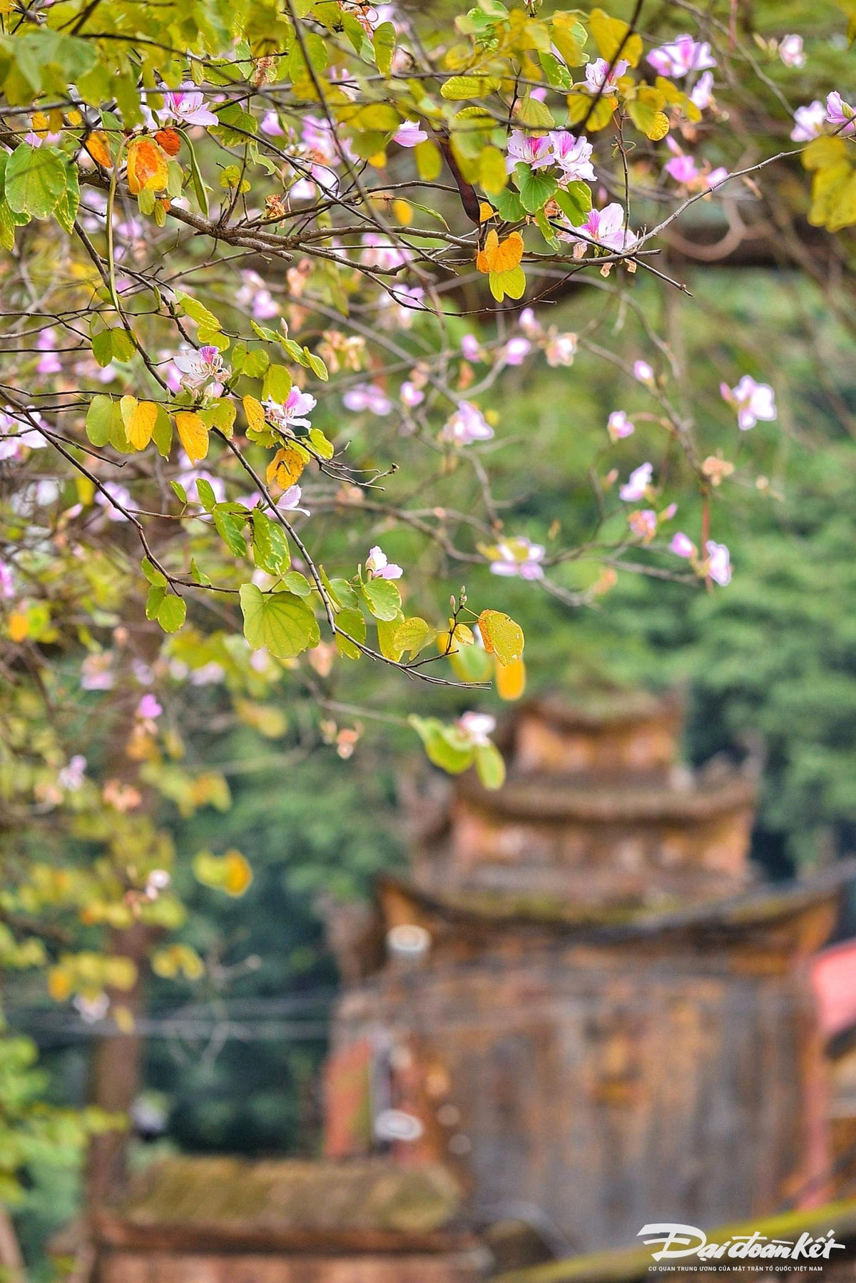W_hoa_ban-le-khanh8.jpg