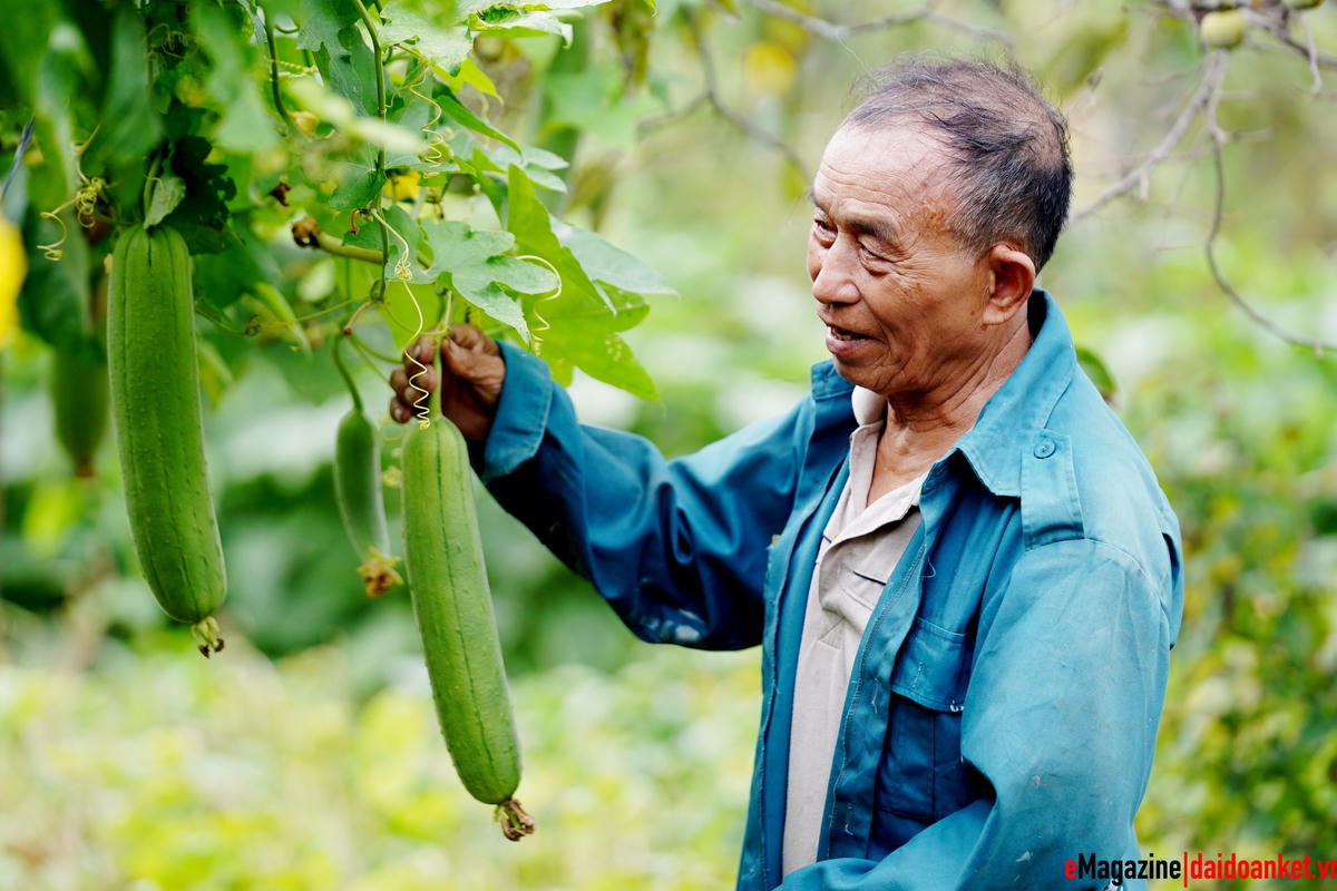 Khi làm Trưởng thôn Hòa Mỹ, ông Trần Mạnh Chư không chỉ kiên trì tuyên truyền, vận động bà con giáo dân tham gia các phong trào mà ông còn gương mẫu đi đầu hiến đất, làm vườn mẫu.