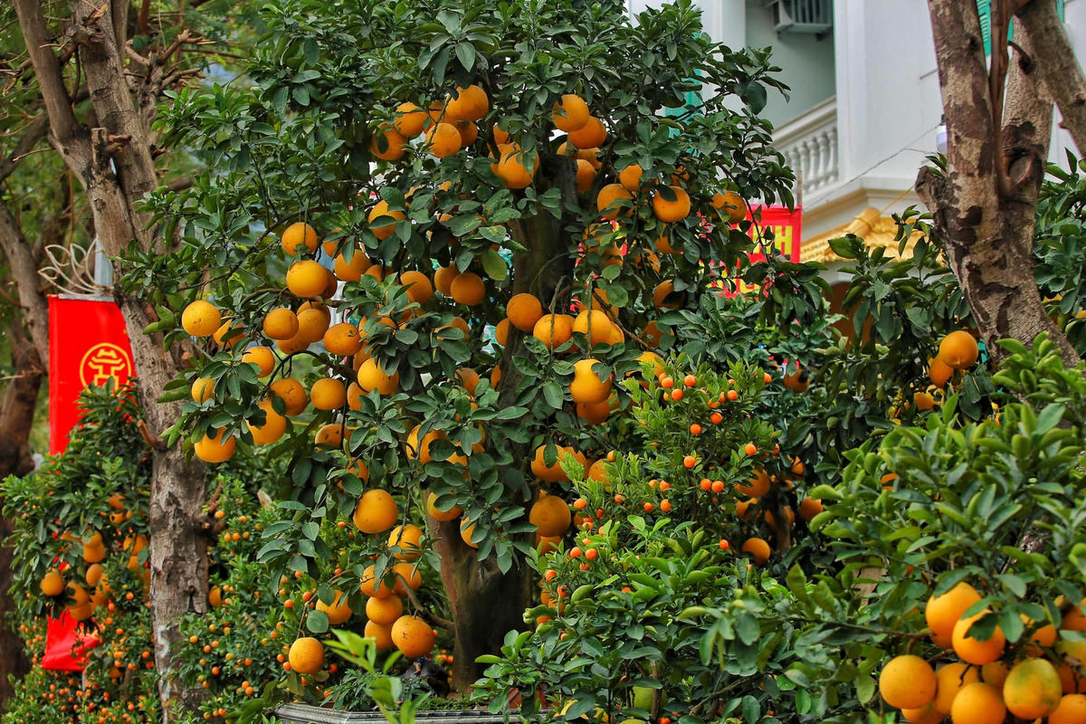 "Riêng cây bưởi này có tuổi thọ 60 năm, tôi đang để giá 120 triệu đồng. Hôm trước có người trả 90 triệu để mua, nhưng tôi không bán”, ông Thắng cho biết.