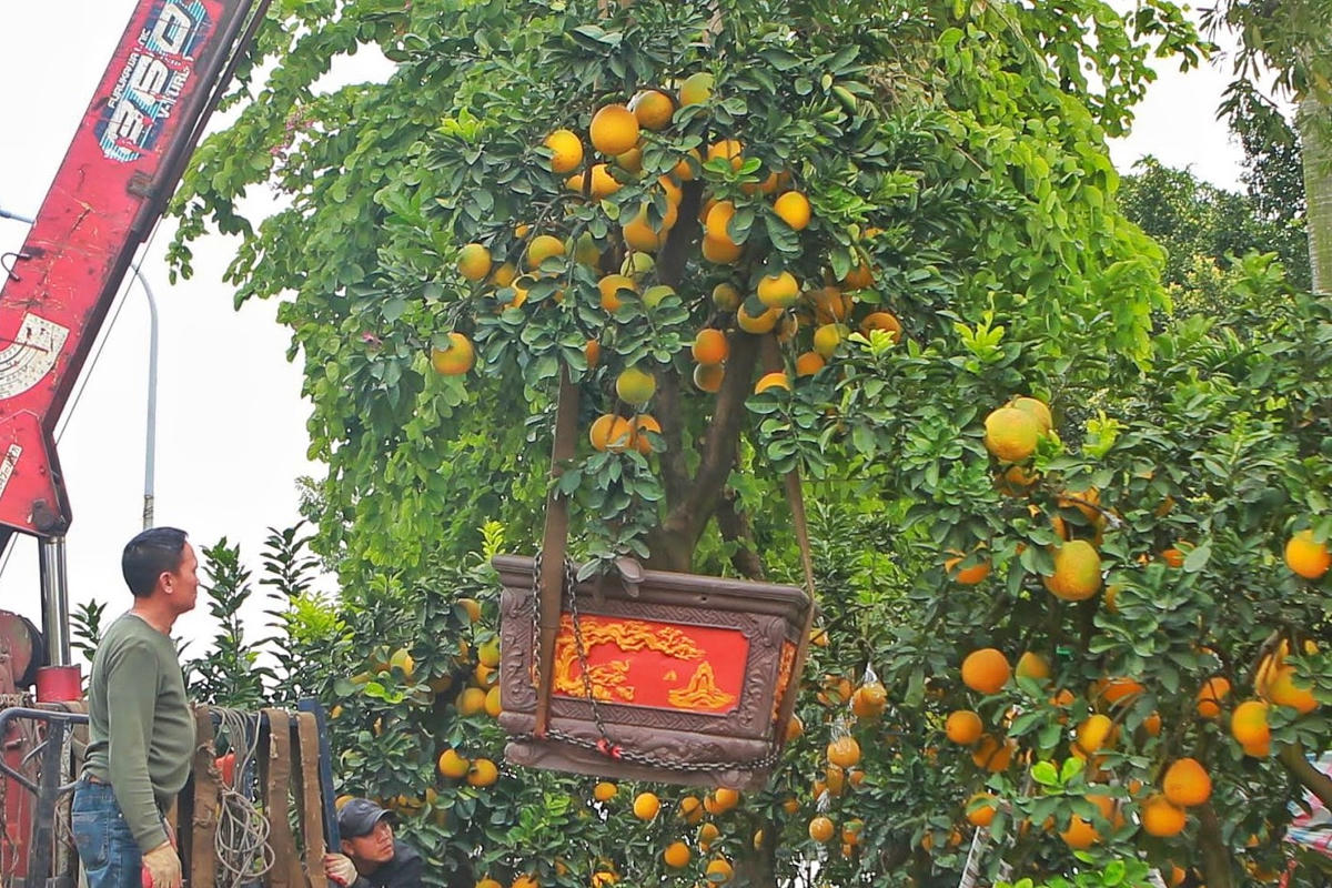 [ẢNH] Hà Nội: Bưởi cổ giá hơn trăm triệu xuống phố đón Tết