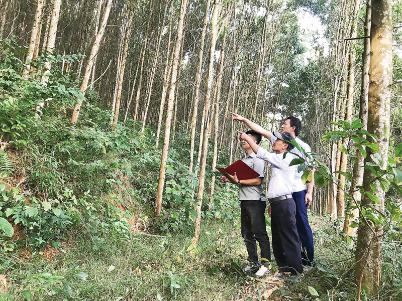 ảnh dưới