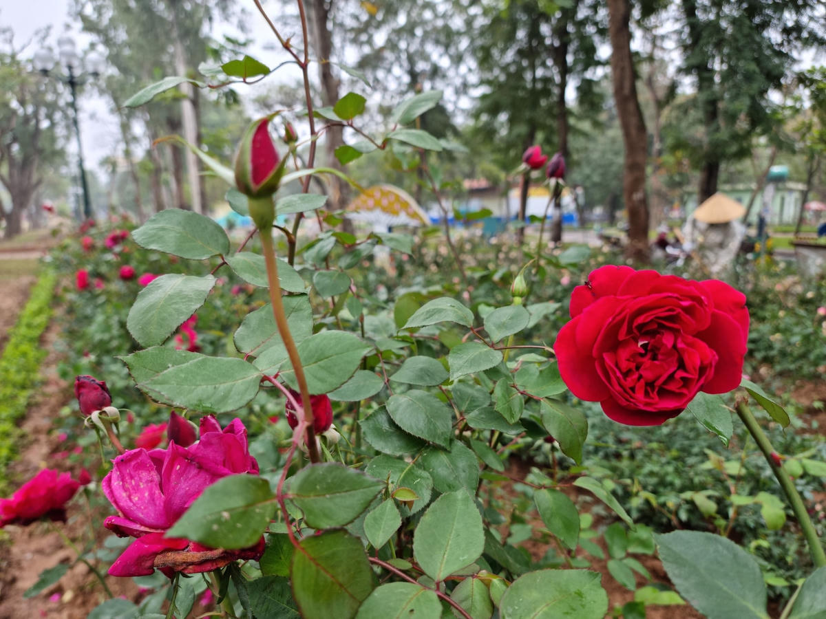 Bên cạnh việc làm đẹp cho cảnh quan, 10.000 cây hoa hồng cũng được coi là "hàng rào mềm" để tránh xe đạp, xe máy tự do đi vào công viên.