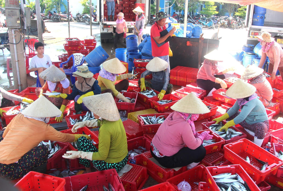 Nhân công đang phân loại cá cho vào sọt nhựa.