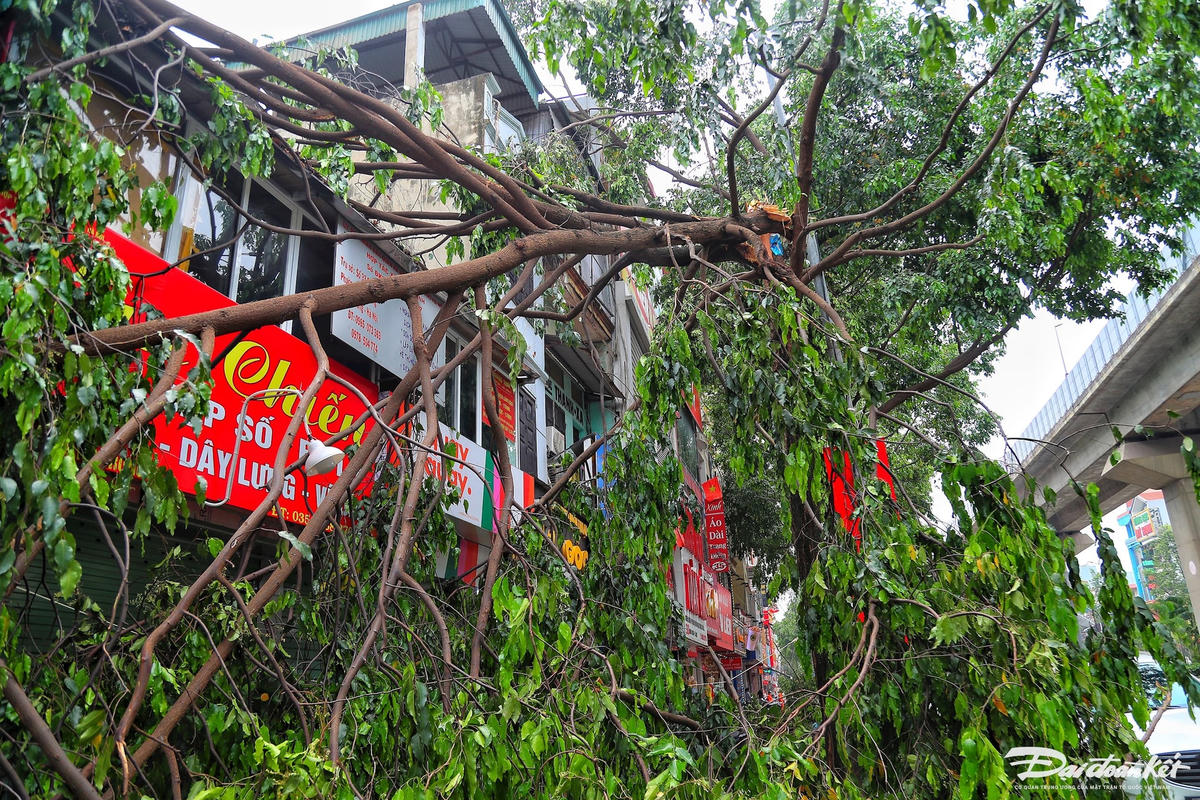 cay_do-le-khanh14.jpg