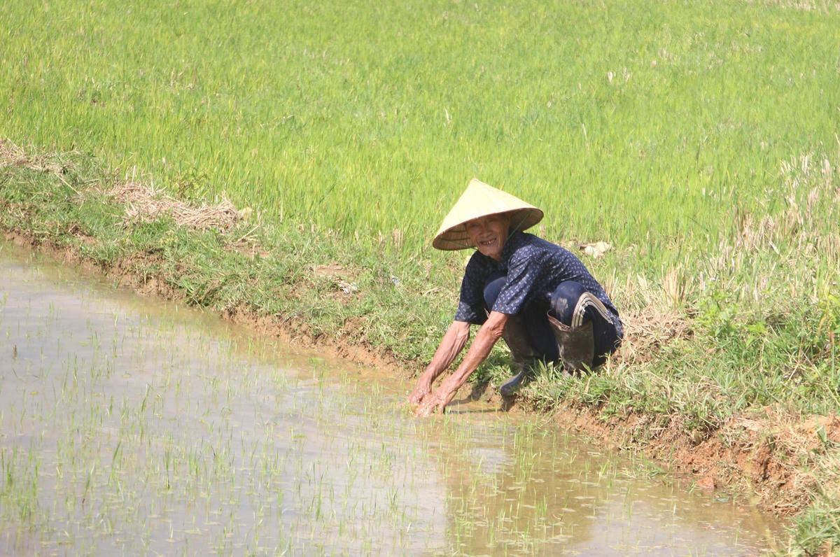 Người dân chăm sóc ruộng lúa.