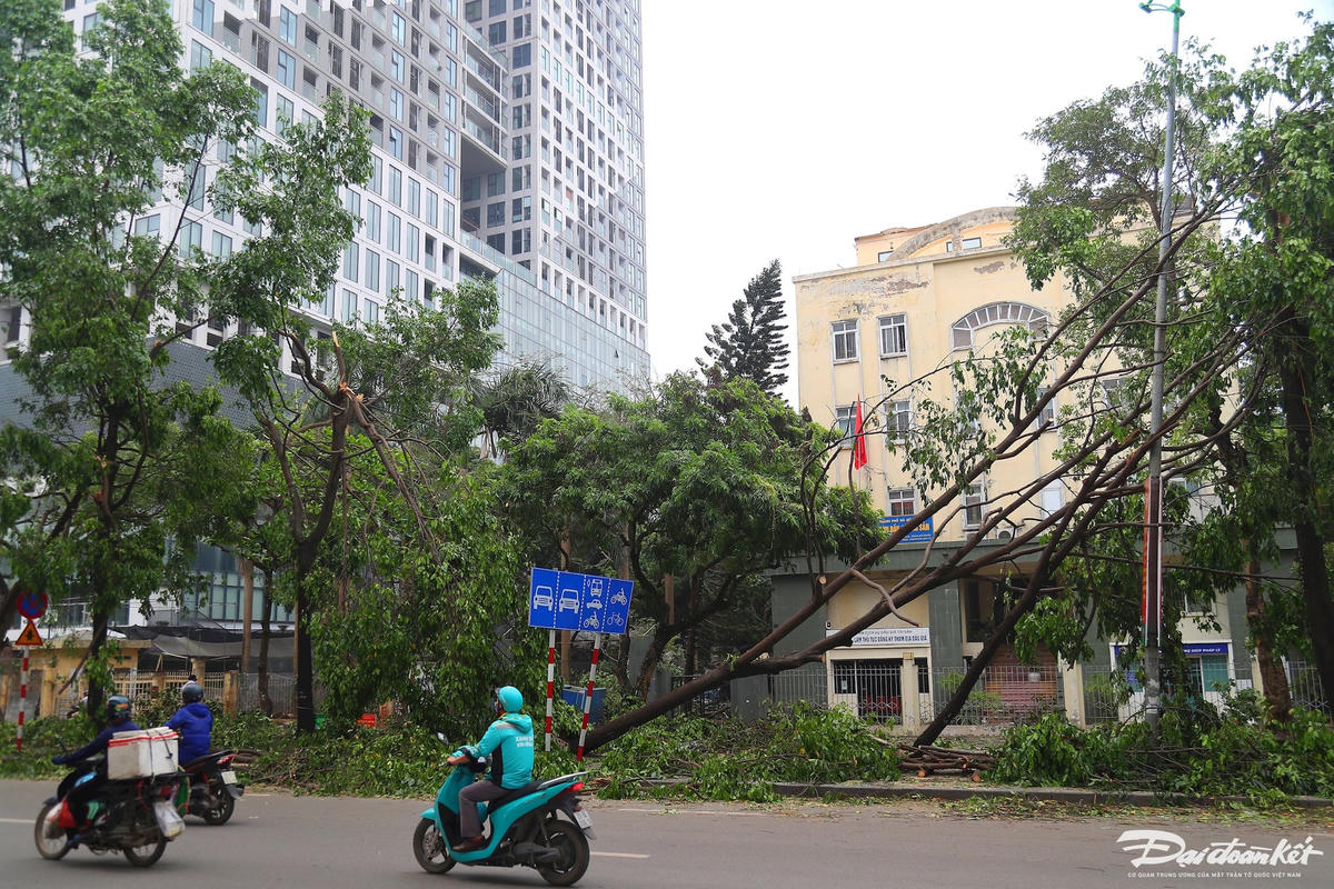 cay_do-le-khanh19.jpg