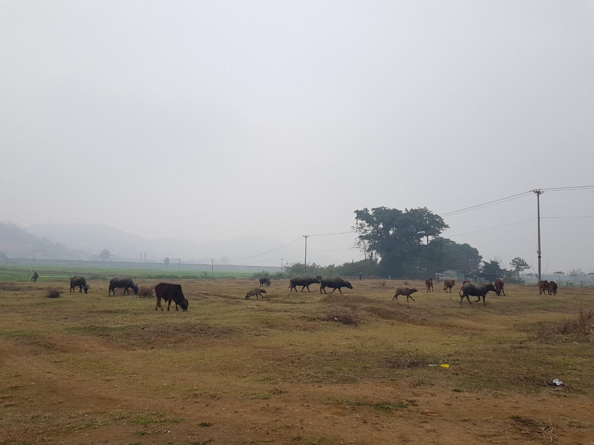 Người dân tận dụng phần đất của dự án để chăn thả trâu, bò.