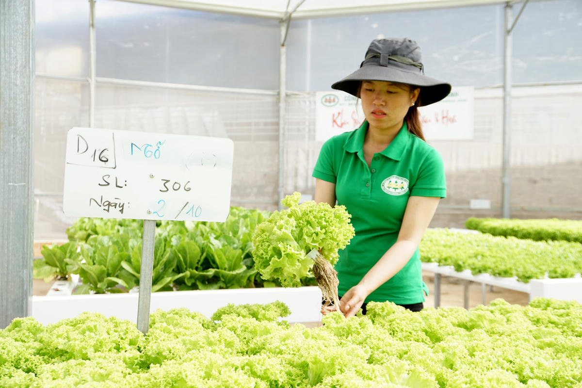 Mô hình trồng rau thủy canh. Ảnh: Quang Vinh.