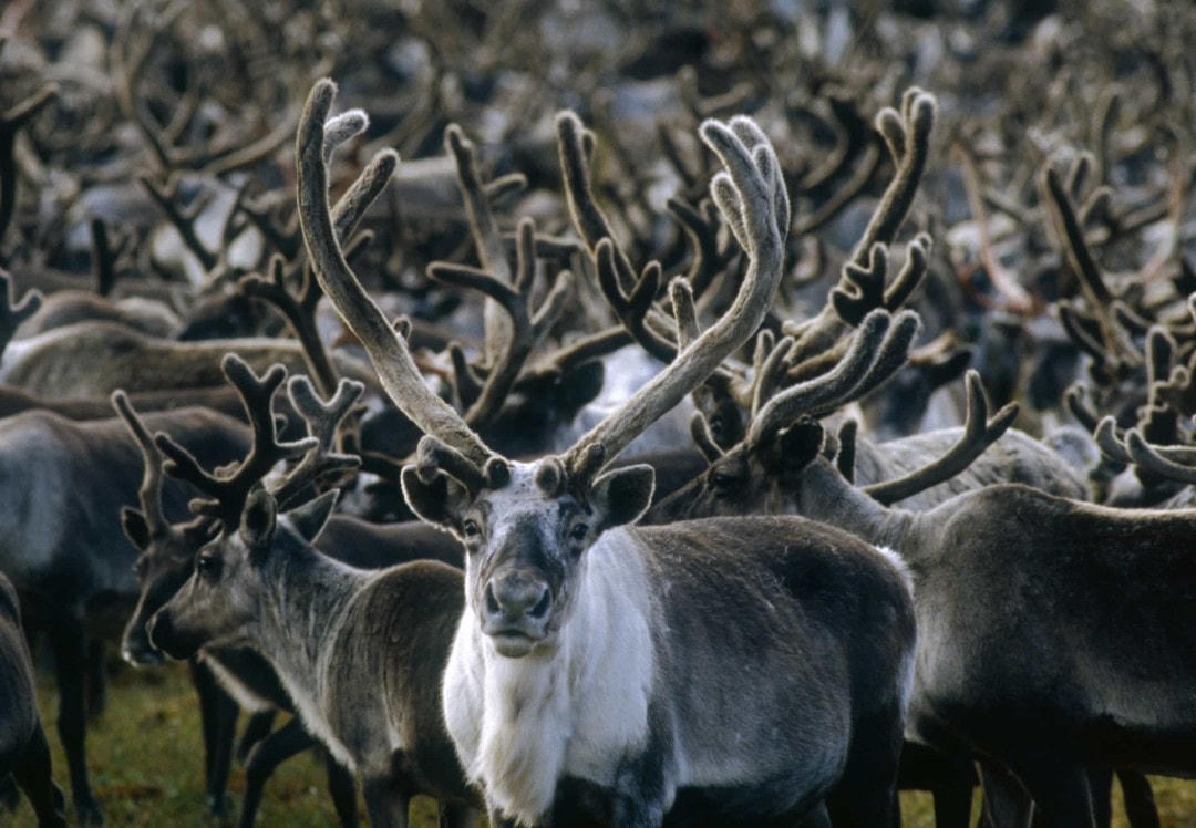 [Ảnh] Những chiếc sừng và gạc ấn tượng trong vương quốc động vật