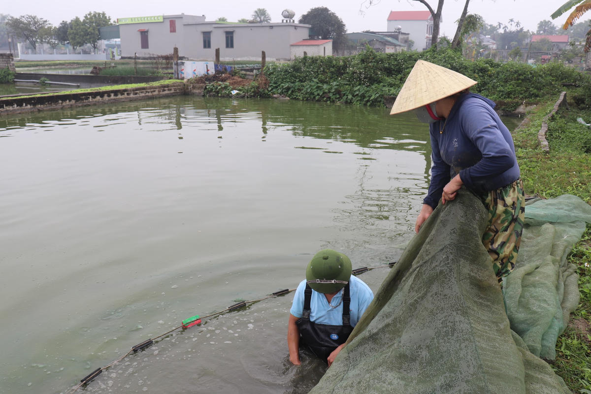 Vì vậy, tại thị trấn Tân Phong, huyện Quảng Xương, tỉnh Thanh Hóa - nơi được xem là "thủ phủ" cá chép đỏ lớn nhất xứ Thanh, người dân đang hối hả bơm nước, tát ao, thả lưới thu hoạch cá.