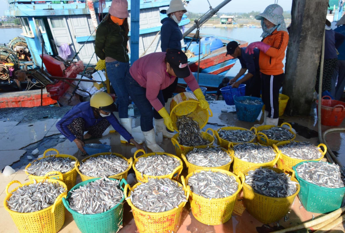 Ngư dân được mùa cá cơm.