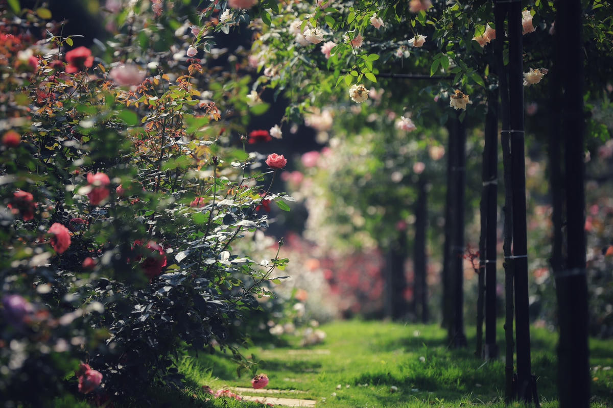 Theo tìm hiểu, để có một vườn hoa hồng ngoại khổng lồ như thế này, vợ chồng chị Thủy đã phải ghép cành hoặc sưu tập ở các nhà vườn khắp Hà Nội.