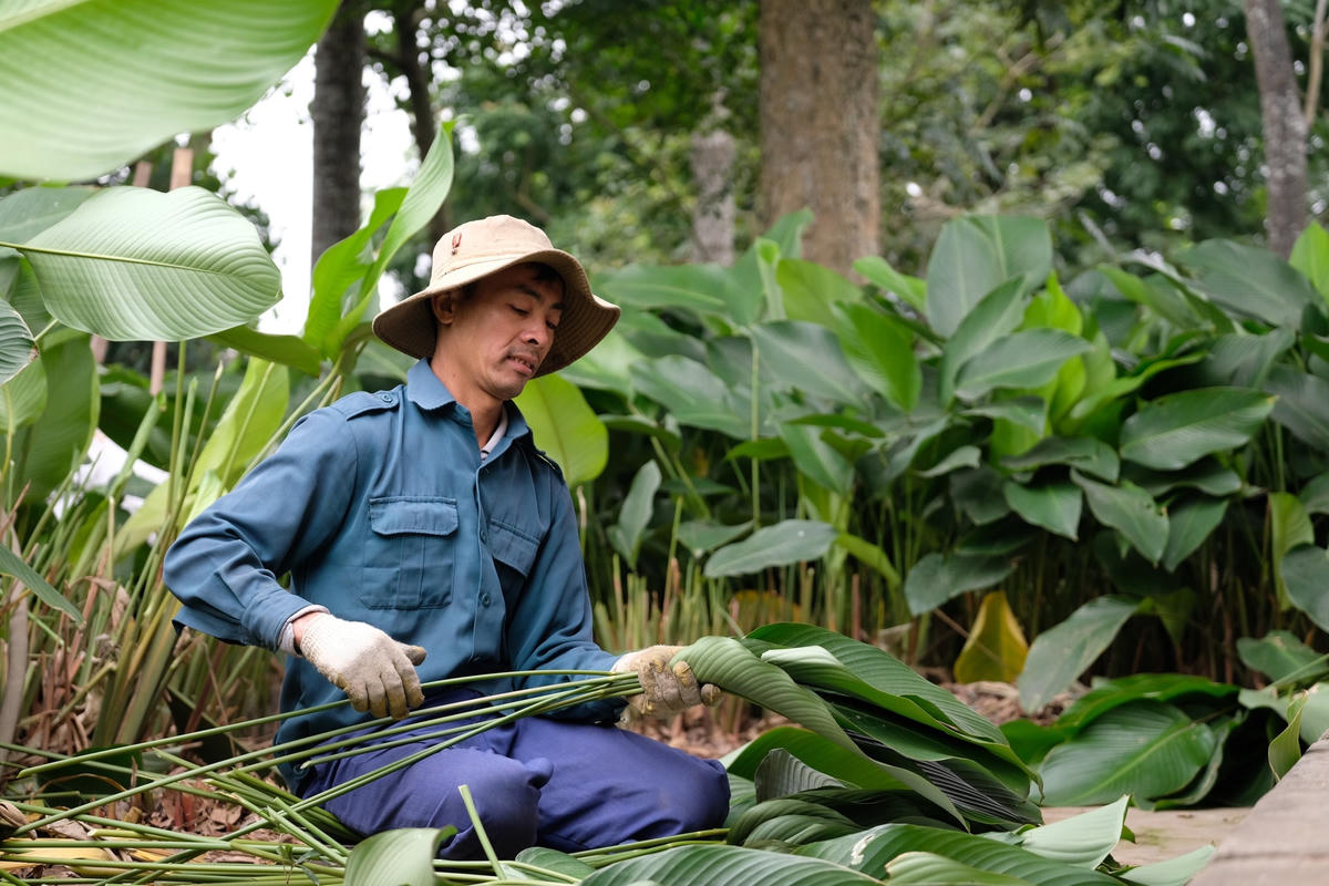 Để gói một chiếc bánh chưng phải là loại lá có bản to từ 20cm trở lên, còn loại 3 chỉ để gói những loại bánh nhỏ.