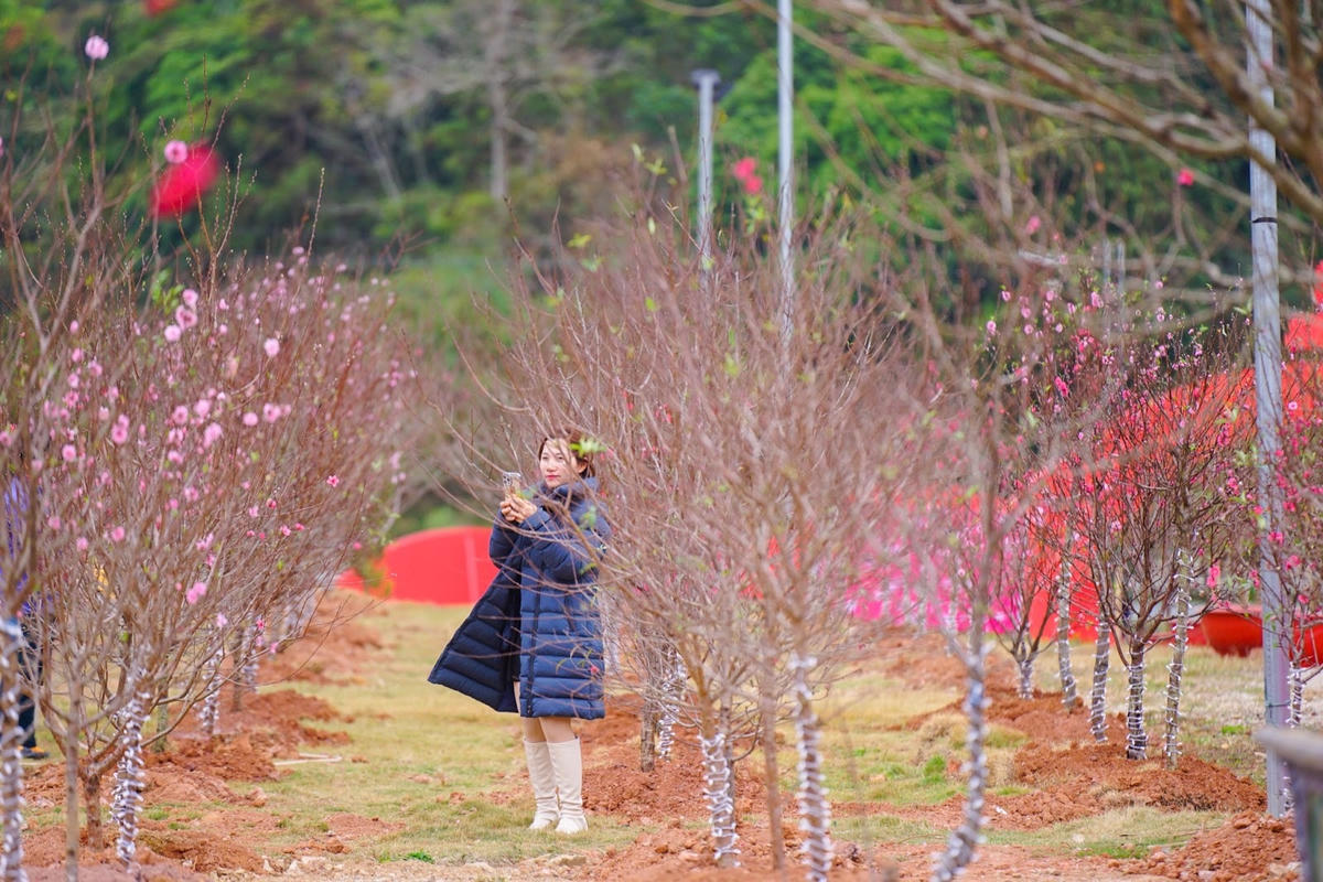 Hoa đào trong tâm thức người Việt, là loại hoa đặc biệt, mang những giá trị văn hoá - tinh thần cũng như đại diện cho sức sống, may mắn và hạnh phúc của người Việt.