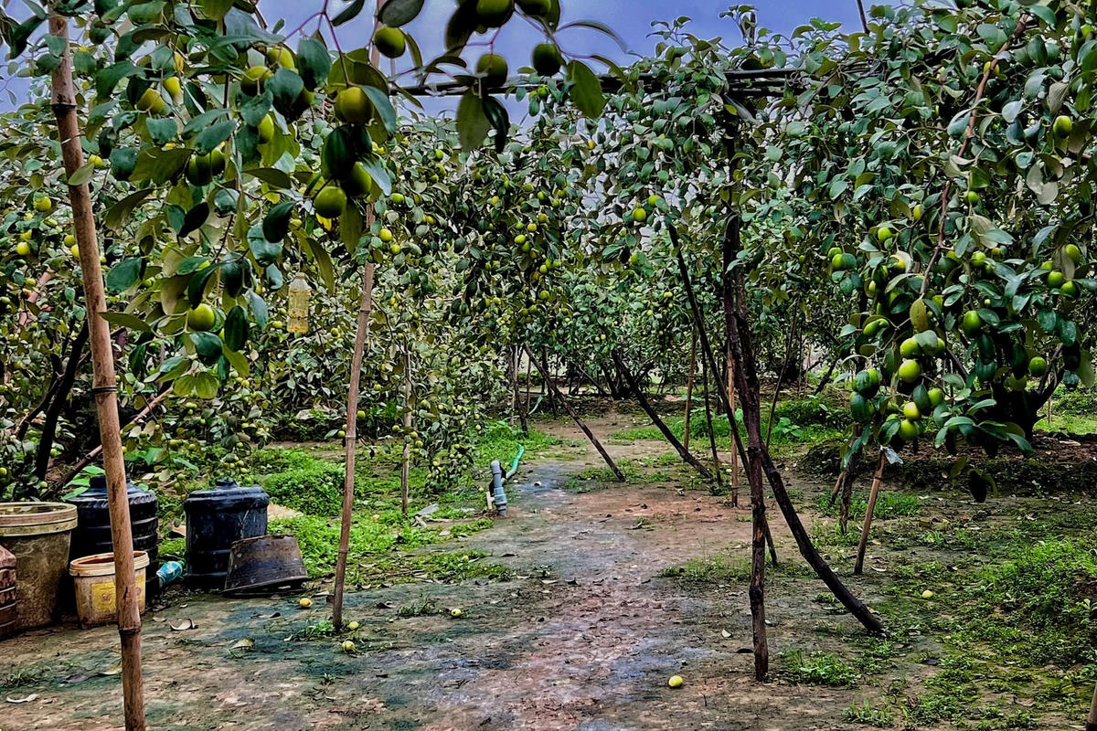 tao-muoi-bang-la(12).jpg