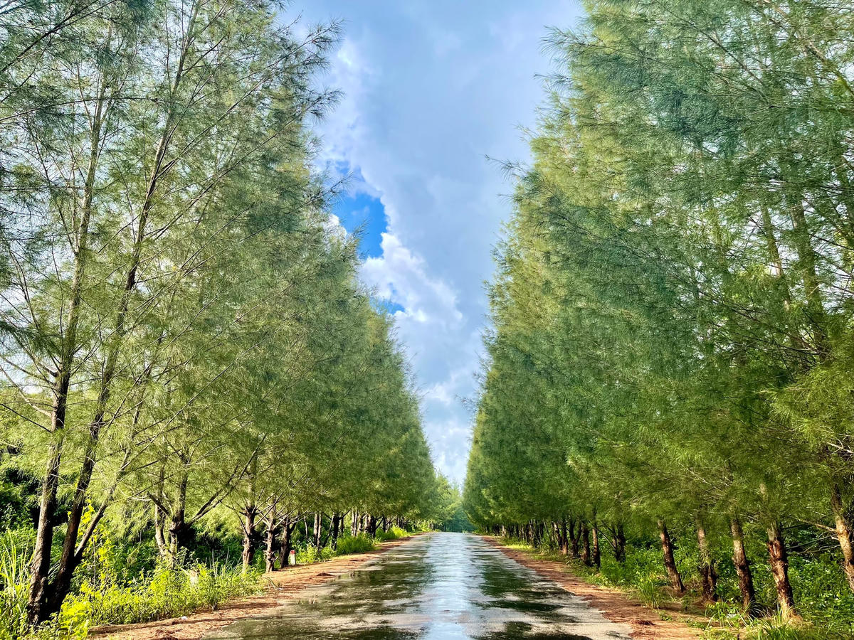 Những con đường với hàng dương thẳng tắp trên đường đi từ Quan Lạn đến Minh Châu giờ vắng người qua lại.