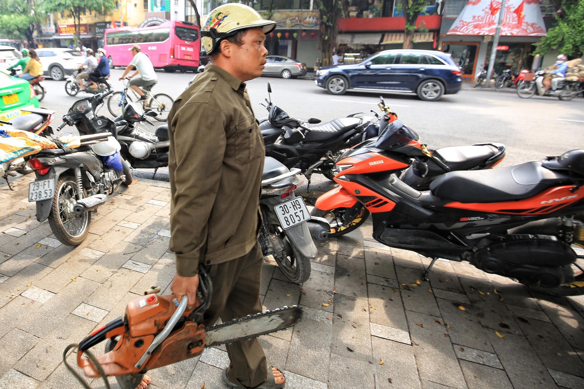 Công nhân chuẩn bị máy móc chặt hạ cây sưa đỏ ngay sát bờ hồ Gươm.