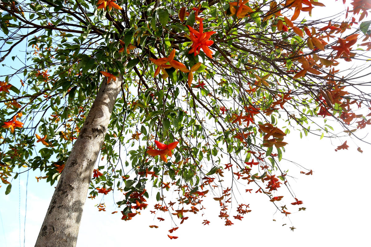 Cây sang là một loại cây thân gỗ thuộc họ Lộc Vừng, có đường kính khoảng 15 – 20cm, chiều cao 10 - 15m.