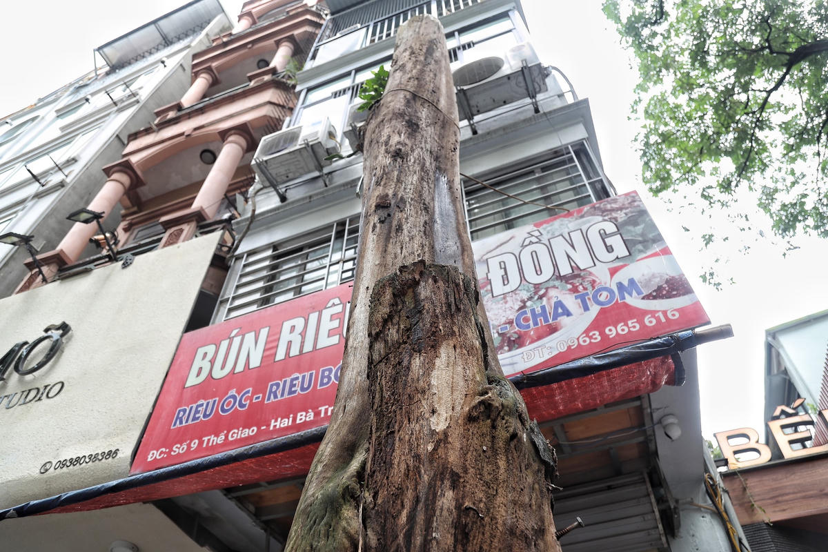 Tương tự, tại số 9 Thể Giao (Hai Bà Trưng, Hà Nội) cũng có hàng loạt cây chết khô đã được cắt ngọn.