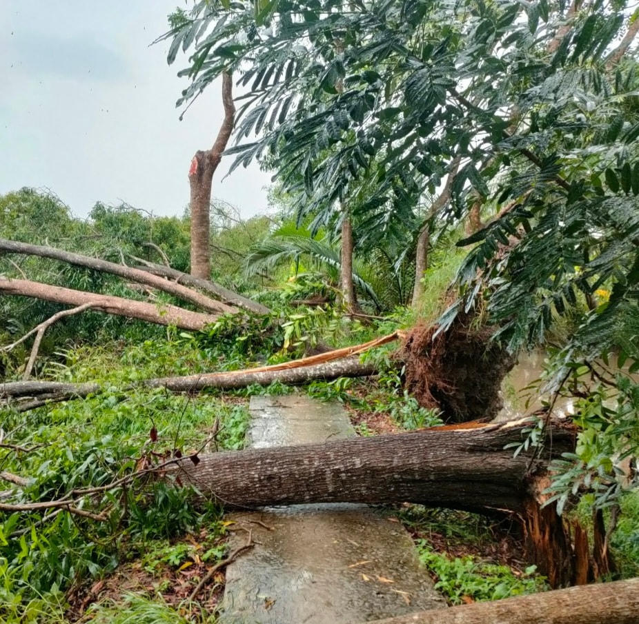 Mưa lớn kèm theo giống lốc làm nhiều cây xanh bị đổ ngã tại huyện Kế Sách.