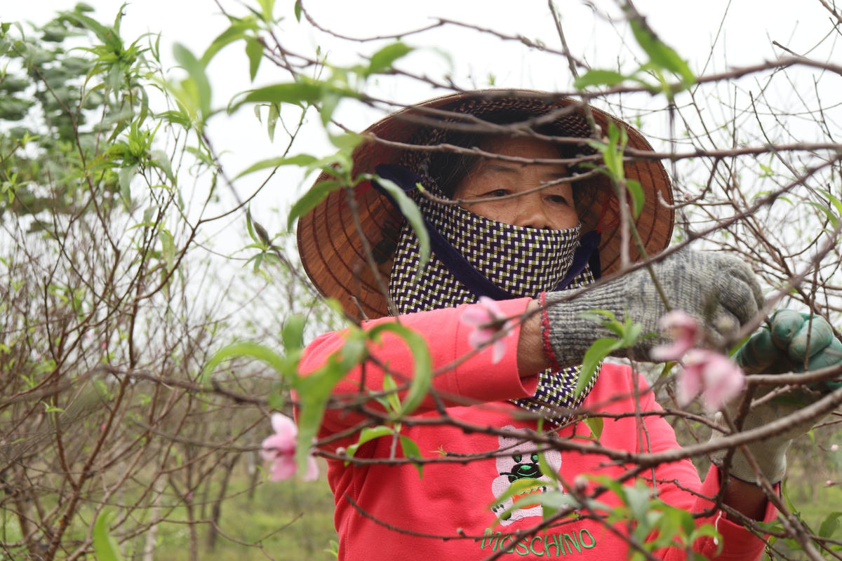 "Năm ngoái thời tiết đẹp, đào đến cận Tết vẫn chưa bung hoa nên thương lái vào mua tận vườn, tôi bán đâu đó cả trăm cây, lãi cũng được vài chục triệu đồng. Năm nay, tiết trời ấm áp, hoa đào bung nở sớm khiến dân tình cực kỳ lo lắng, vì nếu cứ tiếp diễn như vậy thì cả vườn đào nhà tôi sẽ nở rộ hết, lúc đó bán cũng chẳng ai mua", bà Nghĩa nói.