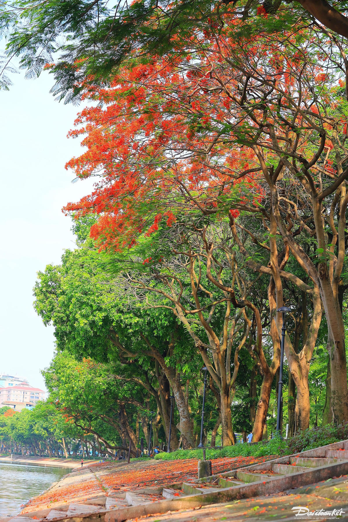 hoa_phuong-le-khanh6.jpg