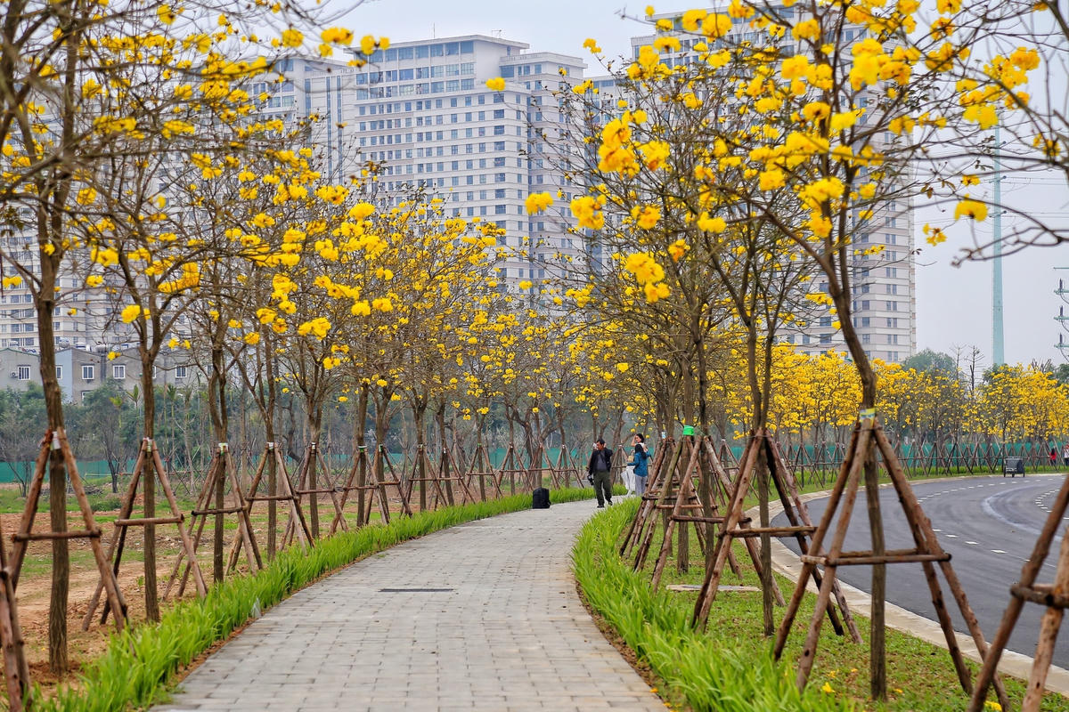 Con đường dài khoảng 800 m, được trồng 4 hàng cây phong linh ở 2 bên vỉa hè.