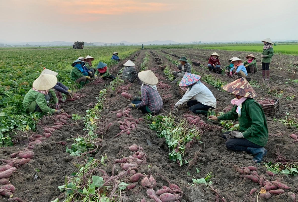 Xuất khẩu chính ngạch khoai lang sang Trung Quốc mở ra cơ hội cho nông dân.