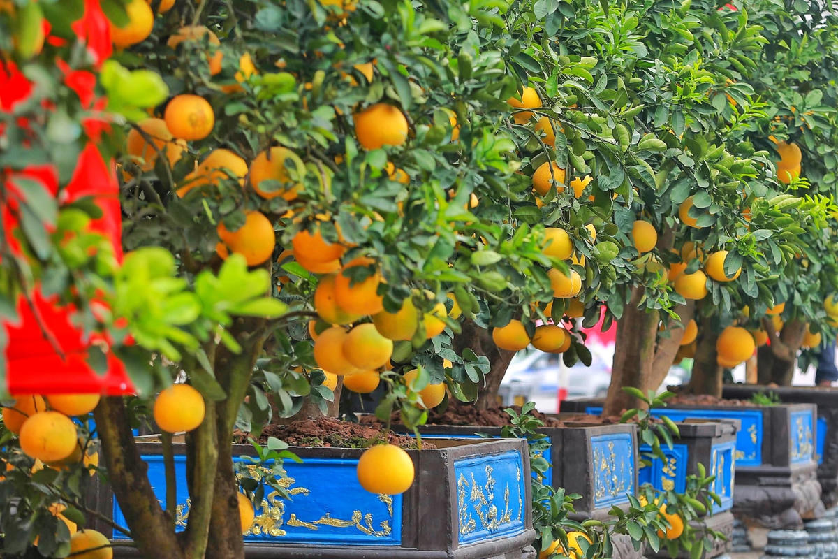 Theo thường lệ cứ đến tháng 12 Âm lịch hàng năm, chợ hoa Lạc Long Quân (Tây Hồ, Hà Nội) được tổ chức để phục vụ thị trường dịp Tết Nguyên đán. Chợ họp ở đường Lạc Long Quân kéo dài đến đầu đường Thụy Khuê.Theo ghi nhận của PV Đại Đoàn Kết Online trên đường Lạc Long Quân (Hà Nội), nhiều cây bưởi độc lạ, có giá hàng chục triệu đồng, thậm chí có cây giá hơn 100 triệu đồng đã được người dân bày bán cho khách chơi Tết.Cây bưởi cảnh có 60 năm tuổi được chủ vườn để giá 120 triệu đồng.Ông Thắng (huyện Hoài Đức, Hà Nội) là chủ cây bưởi cổ cho biết, năm nay nhà vườn bày bán 160 cây bưởi đủ loại từ to đến nhỏ."Riêng cây bưởi này có tuổi thọ 60 năm, tôi đang để giá 120 triệu đồng. Hôm trước có người trả 90 triệu để mua, nhưng tôi không bán”, ông Thắng cho biết.Xu hướng chơi cây vẫn dựa trên tiêu chí thế, dáng, tuổi thọ, lượng quả...Giá cả dao dộng từ vài triệu đồng đến vài chục triệu đồng, thậm chí có cây lên tới cả trăm triệu đồng như trên.Các chậu bưởi được khách đặt mua, nhà vườn sẽ chịu trách nhiệm vận chuyển, bọc, băng keo lại quả để tránh hỏng khi chuyển cho khách.Từng quả bưởi được bọc kỹ lưỡng.