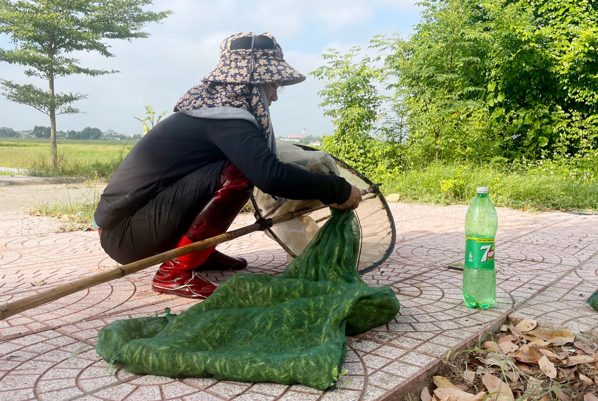 Sau khi vợt xong, người dân sẽ đổ cào vào một chiếc túi lưới để đựng rồi phân lựa từng loại để bán cho giới chơi chim hoặc các thương lái thu mua để cung cấp cho nhà hàng, quán nhậu.