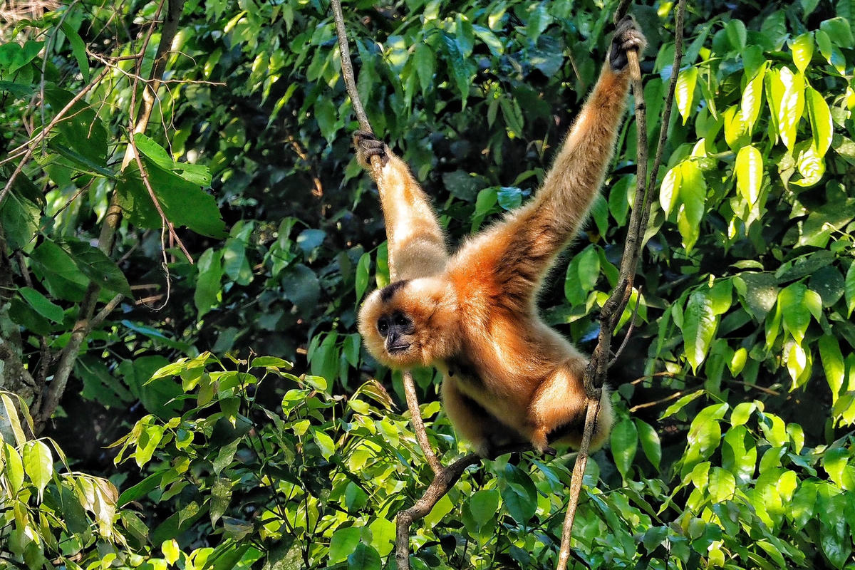 Vượn đen má hung sống chủ yếu theo gia đình từ 3 – 5 cá thể bao gồm bố mẹ và các con. Mỗi đàn sống trong một lãnh thổ riêng. 