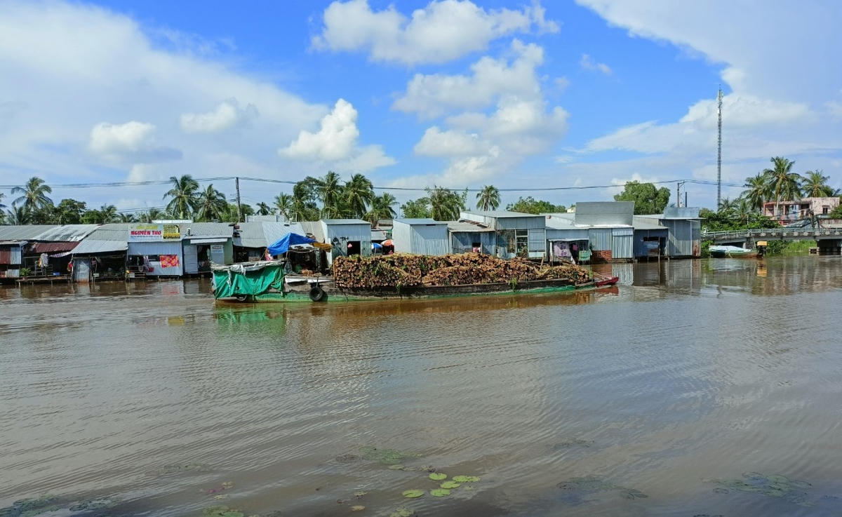 Trồng keo lai là bước đột phá trong phát triển kinh tế rừng.