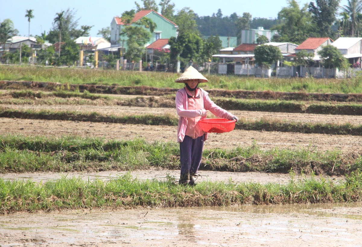 Người dân gieo sạ lúa giữa thời tiết nắng nóng.
