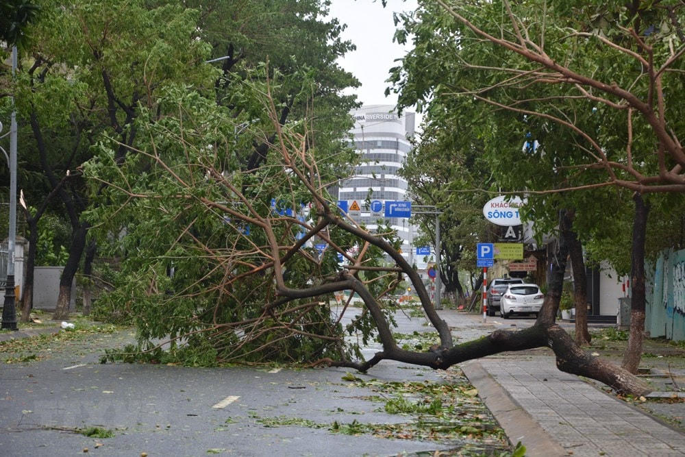 Nhiều cây xanh bị bão quật bung gốc. (Ảnh: Văn Dũng/TTXVN).