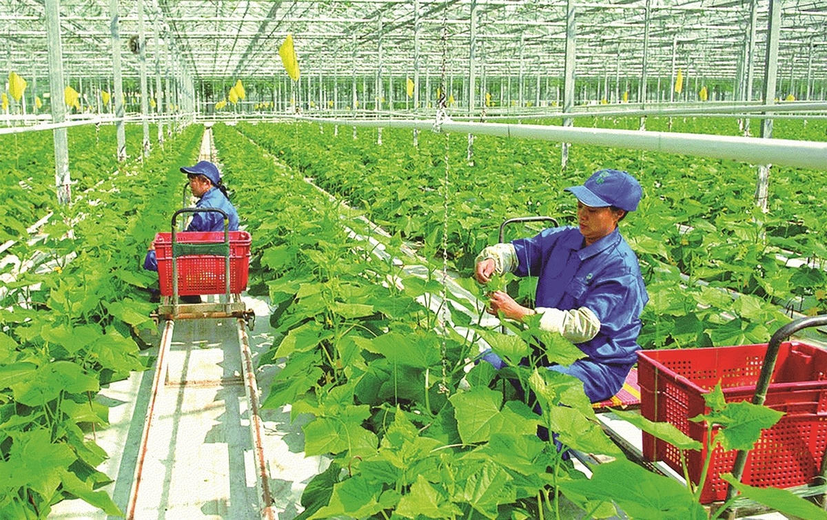 Đầu tư cho nông nghiệp xanh đòi hỏi sự quyết tâm của doanh nghiệp.