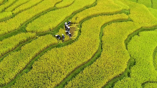 Phụ nữ người Dao gặt lúa khi vào mùa là kiệt tác nghệ thuật mà không phải người nghệ sĩ nào cũng có thể lột tả được sự chân thật của bức tranh đồng quê phồn thịnh nơi đây.