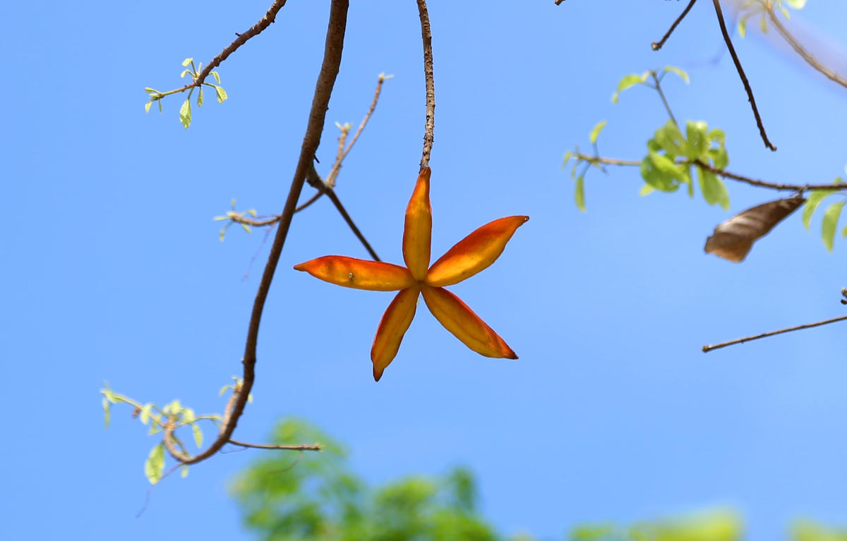 Những chùm quả đẹp mắt khi tách hạt nhìn như những ngôi sao trên nền xanh bầu trời.