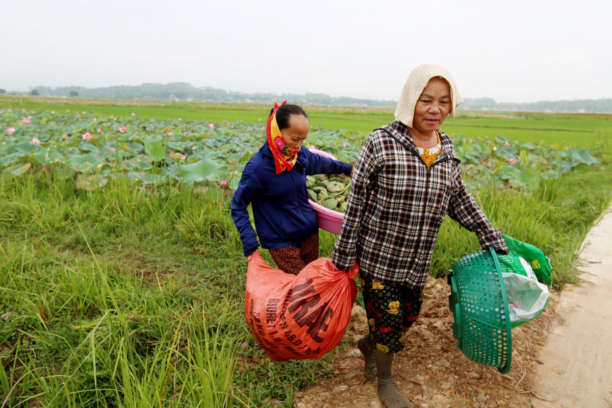 Vẫn như mọi năm, đầm sen Thanh Châu cho ra đài sen lớn, hạt to, ăn có vị ngọt và bùi, vì vậy rất được thương lái ưa chuộng, đến nhà thu mua.
